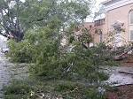 Storm damage fallen trees